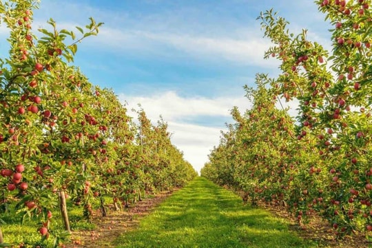 Có phải đăng ký nhu cầu sử dụng đất khi chuyển mục đích sử dụng đất trồng cây lâu năm sang đất thương mại?