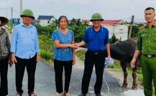 Nhận lại trâu bị lũ cuốn từ Phú Thọ về Hà Nội