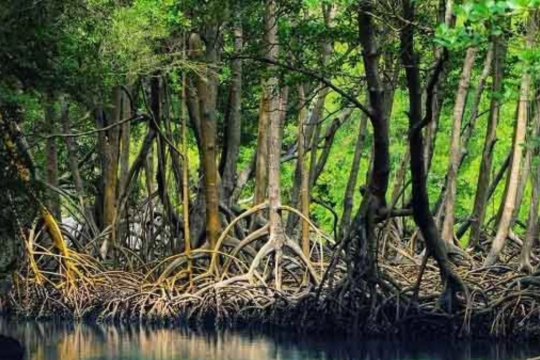 Tổ chức, cá nhân nào phải chi trả dịch vụ hệ sinh thái tự nhiên?