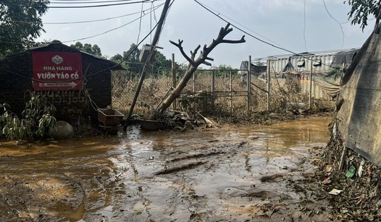 Sau bão số 3, đào phục vụ Tết Nguyên đán 2025 dự báo tăng giá 'chóng mặt'