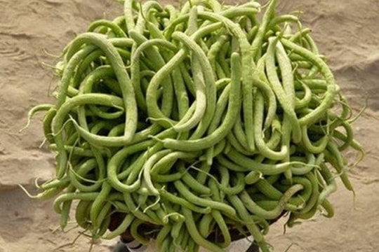 Loại quả kỳ lạ giống hệt con rắn xanh, chị em thích thú tìm mua