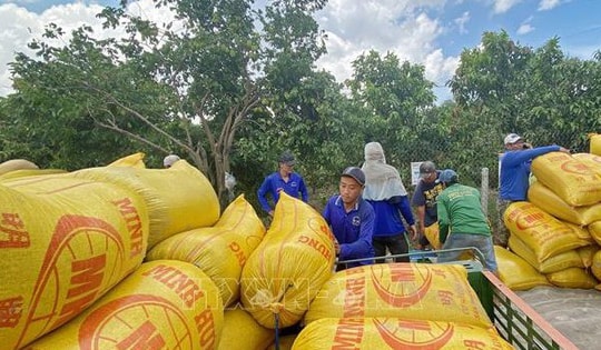 Giá gạo xuất khẩu biến động