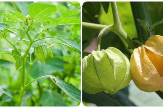 Các bài thuốc chữa bệnh từ cây rau tầm bóp