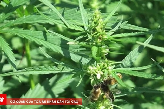 Bắt đối tượng truy nã sau 16 năm lẩn trốn