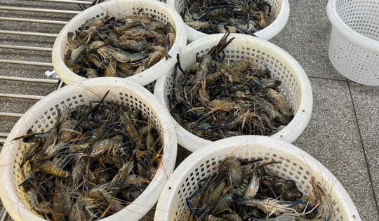 Thực phẩm bẩn: Cận cảnh hơn 500kg tôm chứa tạp chất agar 'suýt' đến tay người tiêu dùng