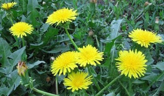 Loại cỏ dại mọc hoang khắp nơi ít người biết là thuốc phòng chống ung thư, hạ đường huyết, tốt cho gan