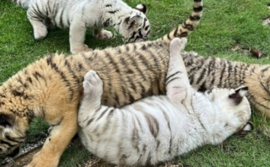 Hổ Belgan chết hàng loạt tại Khu du lịch Vườn Xoài