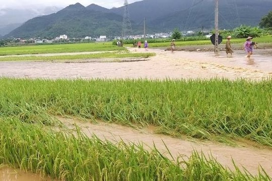 Huy động hệ thống khuyến nông tham gia khôi phục sản xuất sau bão lũ