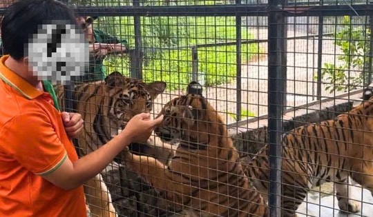 Khoảng 30 người tiếp xúc với hổ chết nghi nhiễm cúm A/H5N1 tại Đồng Nai