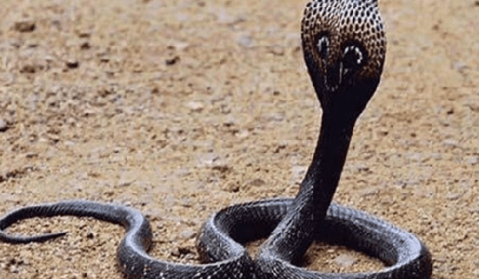 Người đàn ông ở Phú Thọ bị rắn hổ mang cắn, suýt nguy hiểm tính mạng nếu không kịp làm ngay điều này