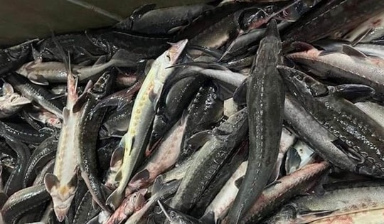 Bất ngờ cá tầm Sa Pa 49.000 đồng/con, thịt lợn rừng 'nhái' giá rẻ