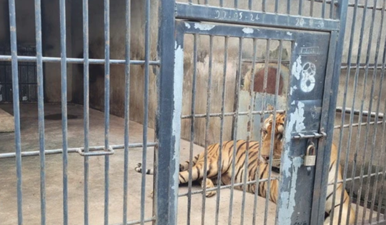 Tiêu hủy đàn hổ chết do dính cúm A/H5N1 ở Đồng Nai