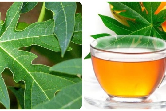 Uống nước lá đu đủ hàng ngày có tốt cho sức khoẻ?