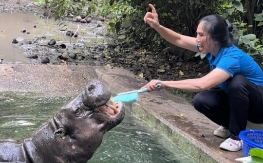 Đến nơi 'làm nail' cho voi, đánh răng cho hà mã