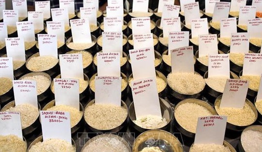 Giá gạo xuất khẩu của Ấn Độ và Thái Lan giảm mạnh