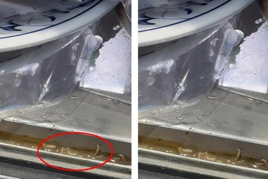 Nhà hàng lẩu nổi tiếng bị thực khách tố có giòi trong tủ lạnh