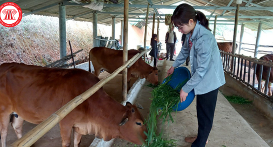Sẽ tăng cường phòng, chống dịch bệnh động vật và tiêm phòng vắc xin cho đàn vật nuôi