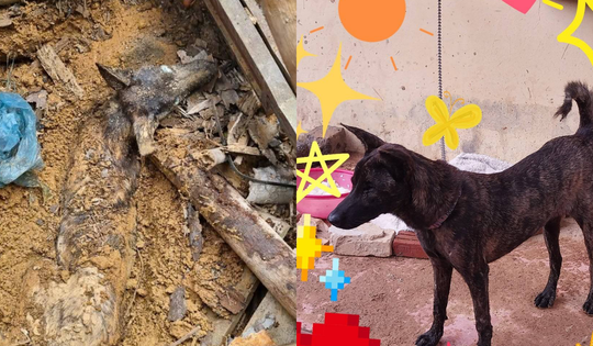 Sức sống phi thường của chú chó bị vùi lấp 9 ngày trong ngôi nhà bị sạt lở tại Yên Bái