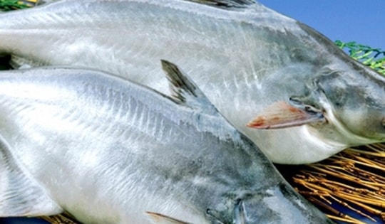 Những loại cá dễ nhiễm ký sinh trùng