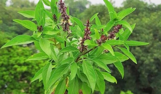 Trồng loại cây gia vị này giúp xua đuổi tà khí, cải thiện nhan sắc, chống táo bón, trị cảm sốt