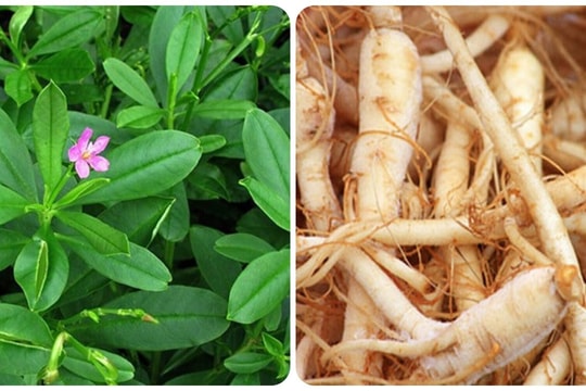 Rau sâm đất có công dụng gì?