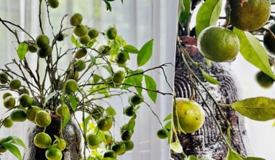 Rộ thú chơi cắm quýt cả cành, chị em say sưa lùng mua