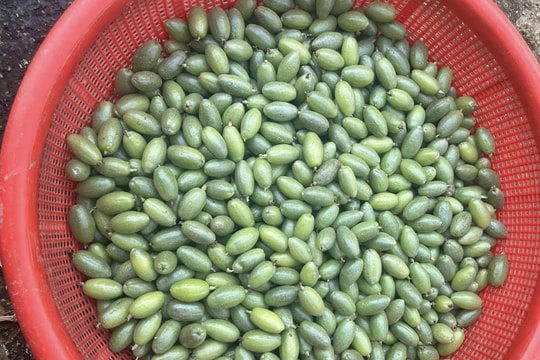 Nhót xanh trước cho không ai lấy, nay thành món ăn hot trend giá 430.000 đồng/kg