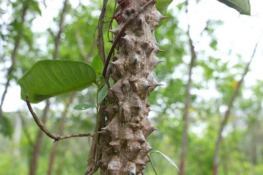 Thí nghiệm: So sánh khả năng bảo vệ gan của Ưng Bất Bạc với các dược liệu khác