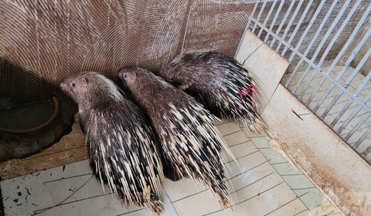 Nuôi loài vật nhút nhát nhưng đố ai dám chạm, anh nông dân kiếm mỗi năm 400 triệu