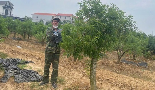 Bắt khẩn cấp đối tượng cố ý hủy hoại hàng trăm cây đào thế của người dân huyện Mê Linh