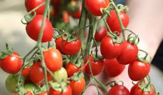 Bí quyết trồng cà chua trong chậu quả sai lúc lỉu