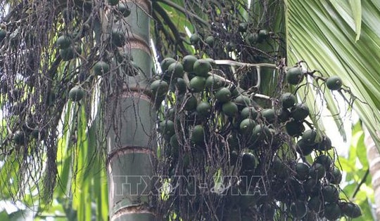 Giá cau tăng cao, khuyến cáo người dân không ồ ạt trồng mới
