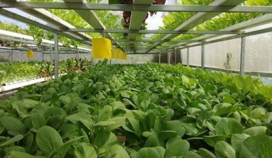 Bí quyết trồng rau xanh tại nhà hiệu quả mà không cần dùng đến phân bón