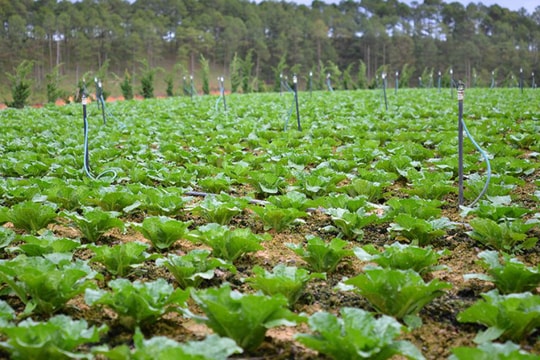 Viên chức có được gia hạn sử dụng đất nông nghiệp?