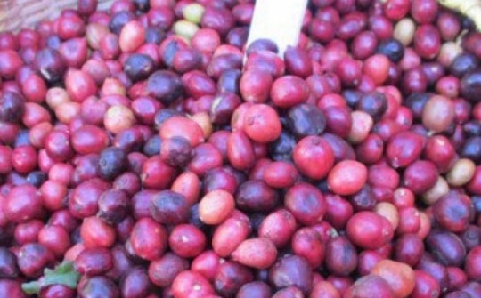 Giá cà phê tăng cao, các công ty kinh doanh cà phê ra sao?