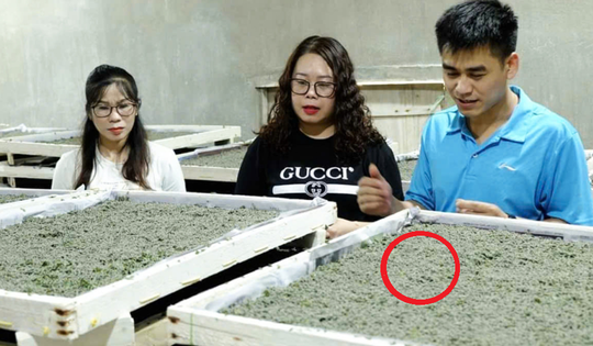 Bỏ phố về quê nuôi con nhả ra thứ "quý như vàng", anh nông dân nhẹ nhàng kiếm 45 tỷ đồng/năm