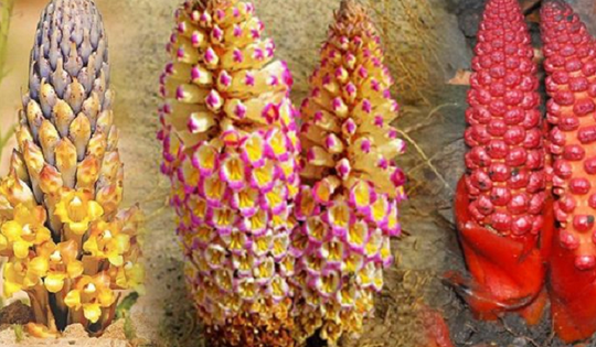 Một số vị thuốc nam tốt cho người đau lưng