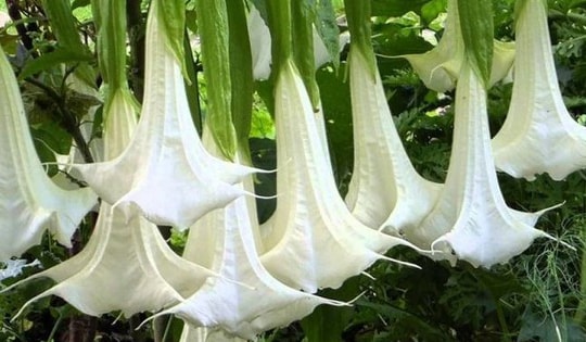 Cân nhắc kỹ nếu trồng những cây này kẻo rước họa vào thân