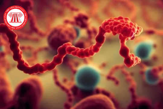 Nghỉ việc nhiễm Virus Marburg (sốt xuất huyết Marburg), công ty có phải trả lương?