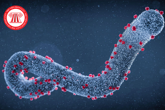 Virus Marburg là gì? Nhiễm Virus Marburg (sốt xuất huyết Marburg) có được hưởng chế độ ốm đau của BHXH?