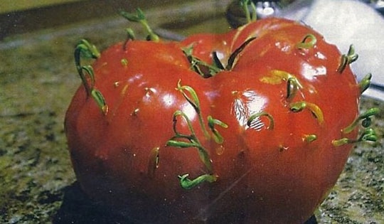 Bất ngờ vì quả cà chua chín mọc mầm, lý giải của chuyên gia và món ăn thơm ngon, siêu tốn cơm từ cà chua