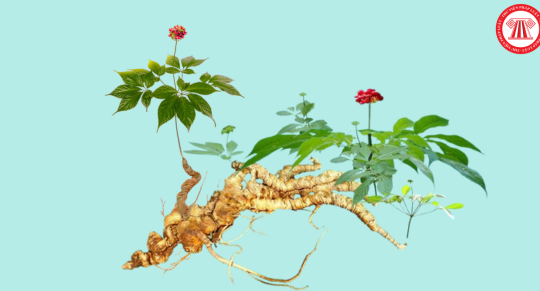 Hướng dẫn xây dựng Đề án Trung tâm công nghiệp dược liệu tỉnh Quảng Nam với Sâm Ngọc Linh là cây chủ lực