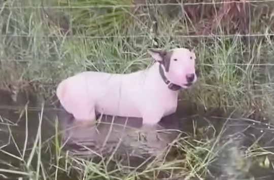 Chủ bị bắt vì bỏ rơi chó trong siêu bão