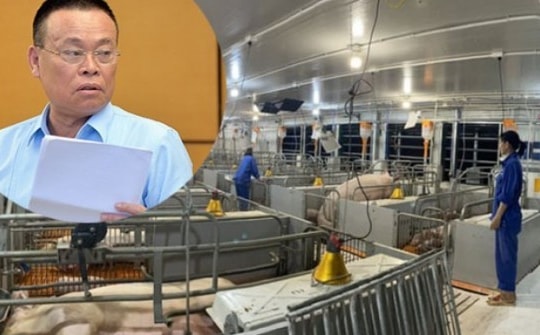 Giá lợn hơi tăng cao, đại gia chăn nuôi Bắc Ninh thu lãi gần 3,5 tỷ đồng mỗi ngày