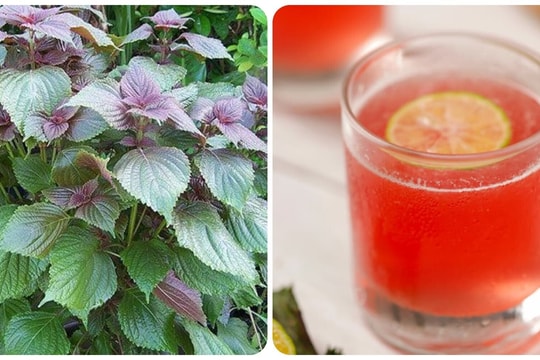 Những người nào không nên uống nước tía tô?