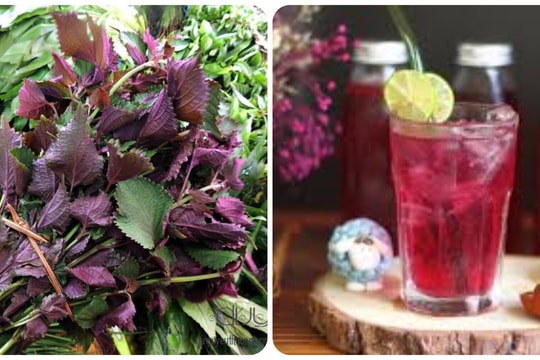 Mỗi ngày nên uống bao nhiêu nước lá tía tô?