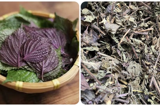 Các bài thuốc chữa bệnh từ lá tía tô thường gặp