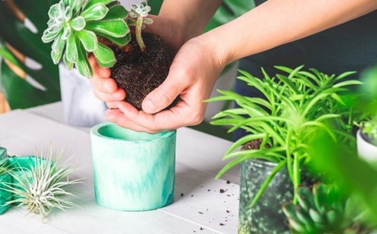 La Vie mang đến khái niệm “cây tâm hồn” giúp bạn trẻ tìm ra giải pháp tái tạo năng lượng cho tâm trí và cơ thể