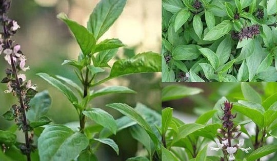 Cây rau gia vị giúp ngừa ung thư và phát tài giàu có, thầy phong thủy khuyên trồng