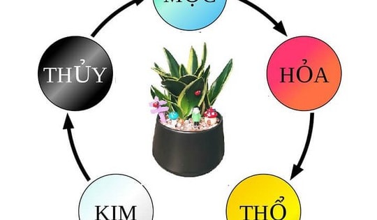 Cây lưỡi hổ may mắn, phát tài nhưng 2 mệnh này kị dùng và kị đặt ở 2 vị trí này kẻo tài lộc bay đi hết